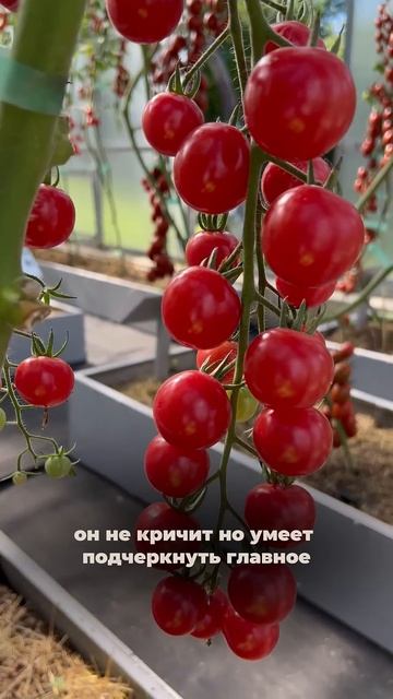 ТОМАТ ВИЗАЖИСТ — черри, который умеет подчёркивать главное #SemenaPartnerShorts