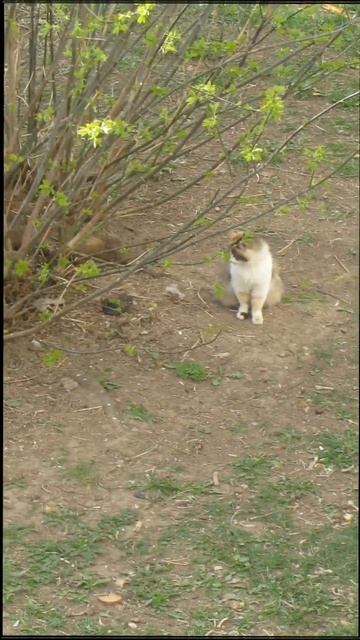 Пушистая на прогулке