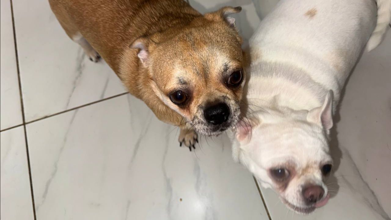 Маленьким хвостатикам пришло время подкрепиться.