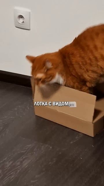 Коты алкаши жизнькот