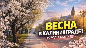 Весна в Калининграде 🌸 Цветущий город в апреле 2026