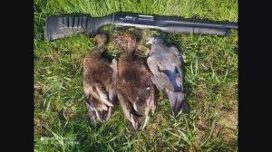 ПЕРВЫЕ УТКИ, ОТЛИЧНАЯ ОХОТА НА УТОК