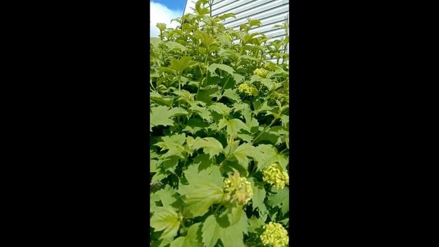 Тля на калине — избавляемся без химии простым способом и заодно формируем красивую крону