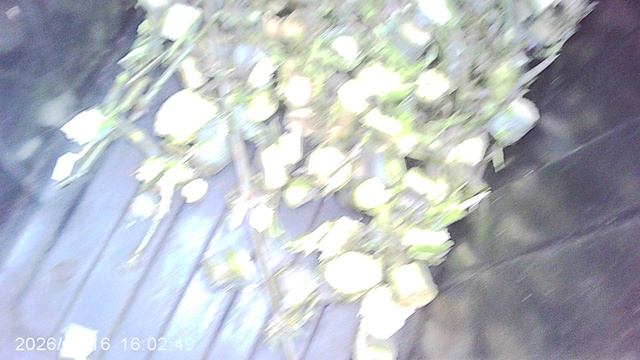 Утилизация веток садовым измельчителем ЗУБР ЗИЭ-44-2800