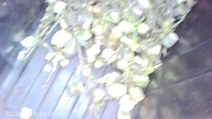 Обзор переработанных веток - утилизация садовым измельчителем ЗУБР ЗИЭ-44-2800