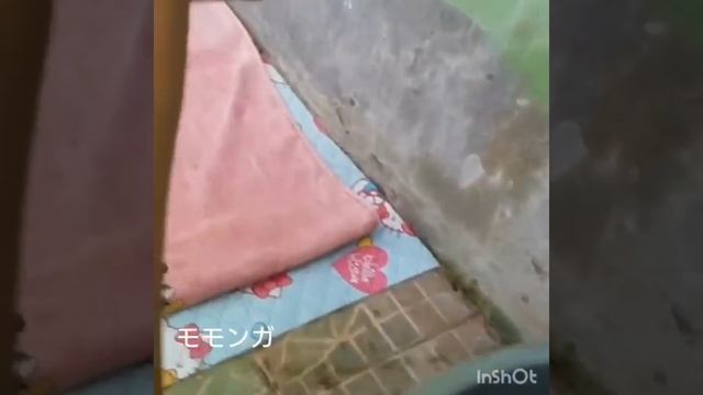 Как вам эти длиннохвостые малыши?1000046617.mp4