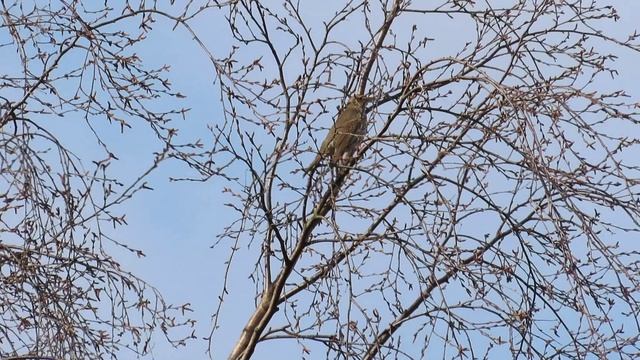 Подбираемся к певчему дрозду  Ижора 16 апреля 2026