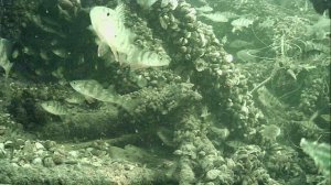 1000015385.mp4Волг ар г.2м.16.04.2026г.