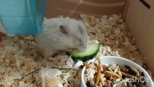 Джунгарик или Кэмпбелла?