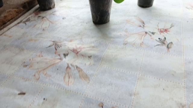 Расстановка рассады