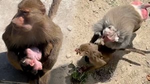 НОВЫЙ МАЛЫШ в стае Дом2! Кто отец? Мигель в опале, Дед со злости напал на Габриэллу, испугал малыша!