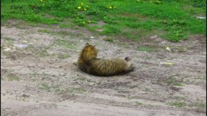 Жизнь кипит одного котика.Рязанская область.07.05.2025.