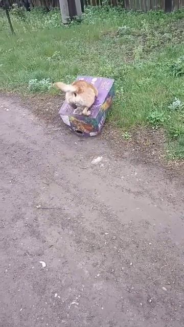 Собака коробка 😜