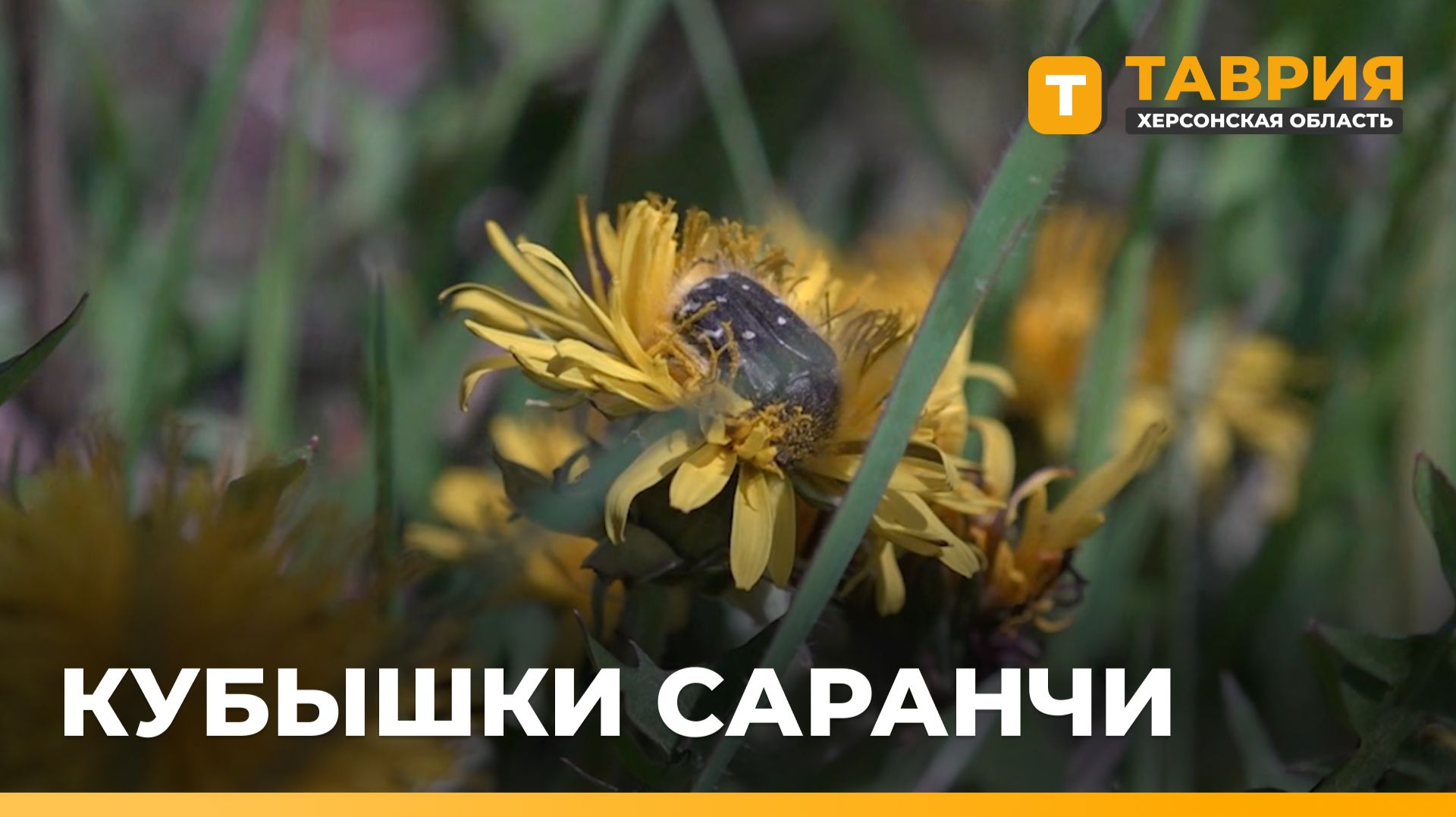 Россельхозцентр проводит весенние раскопки для выявления кубышек саранчовых в Херсонской области