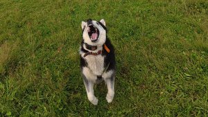 С хаски Диком на поле со стадом коров 20.08.2025