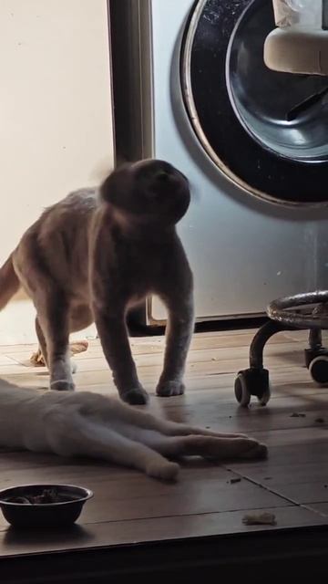 Хвостатый воришка