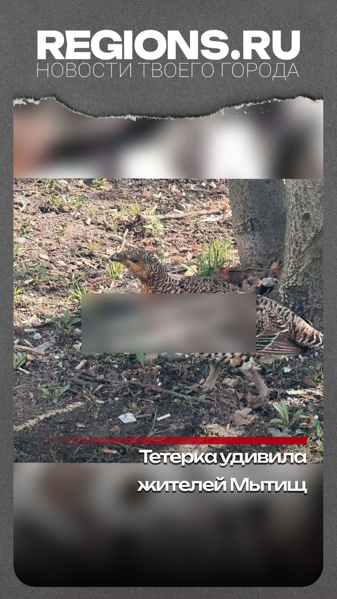 Тетерка удивила жителей Мытищ