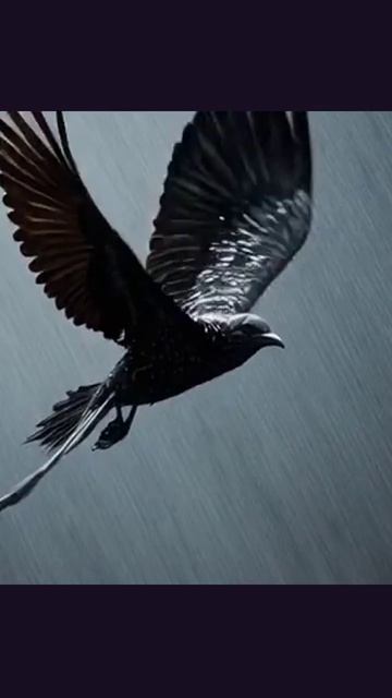 птица животные фото вокругнас природа