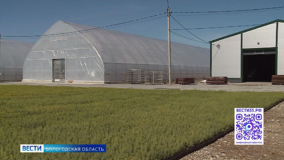 Посев семян для будущего лесовосстановления начали в Вологодском селекцентре