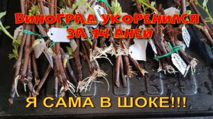 ВИНОГРАД УКОРЕНИЛСЯ ЗА 14 ДНЕЙ. САМА В ШОКЕ!