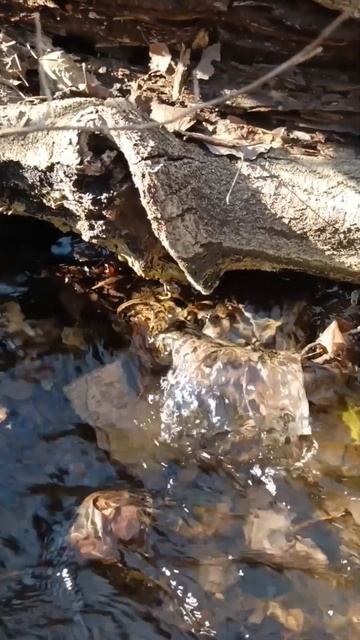 Приятное журчание лесной речки 😎

#лес #ручей #звук #живой_звук_ #атмосфера #журчат #влесу #весна #а