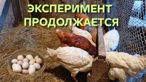 Эксперимент с курами-несушками продолжается День второй