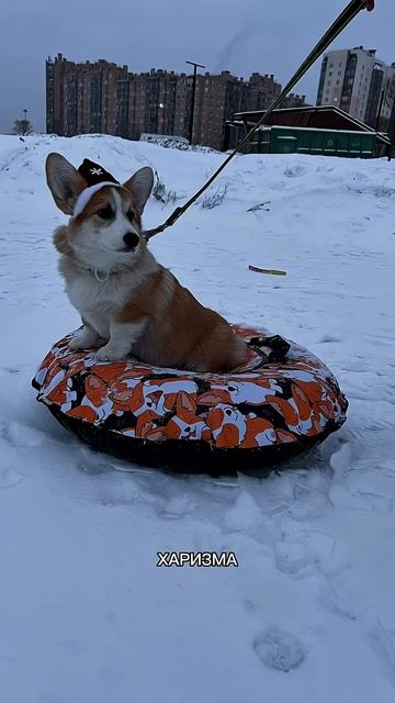 Твоя лента станет теплее. Просто подпишись корги dogpersonality funnydogs поведение shorts