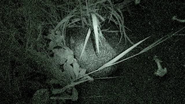 Ёжик и кот Васька (2)