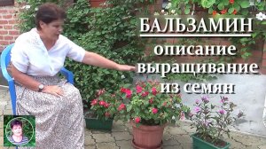 Бальзамин. Описание Выращивание из семян Мой опыт