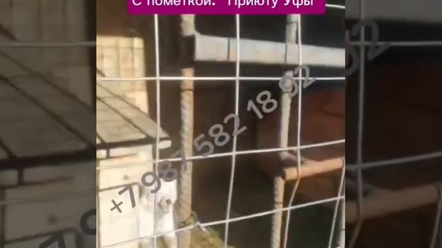 Они зависимы от нас.., они не могут сами себе помочь, люди! Новая угроза..Помогите обезопасить Собак