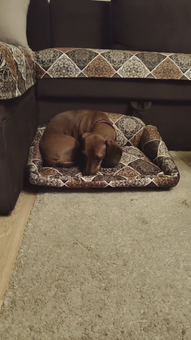 Собственный диван🛋️ - это круто