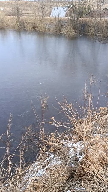 Озеро затянуло снова льдом 🦆