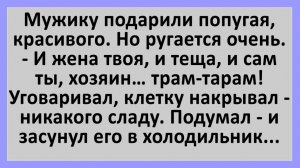 Анекдоты | Мужику подарили попугая, красивого. Но ругается очень | Анекдоты смешные | Юмор