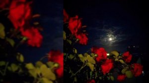 💥🫀ЦЫГАНСКАЯ ПЕСНЯ💥🫀ТИХО МУЗЧКА 😌🌊 АШУНЭН ТЕМКА ЗОРИКИ БАХТОРИКИ🫀