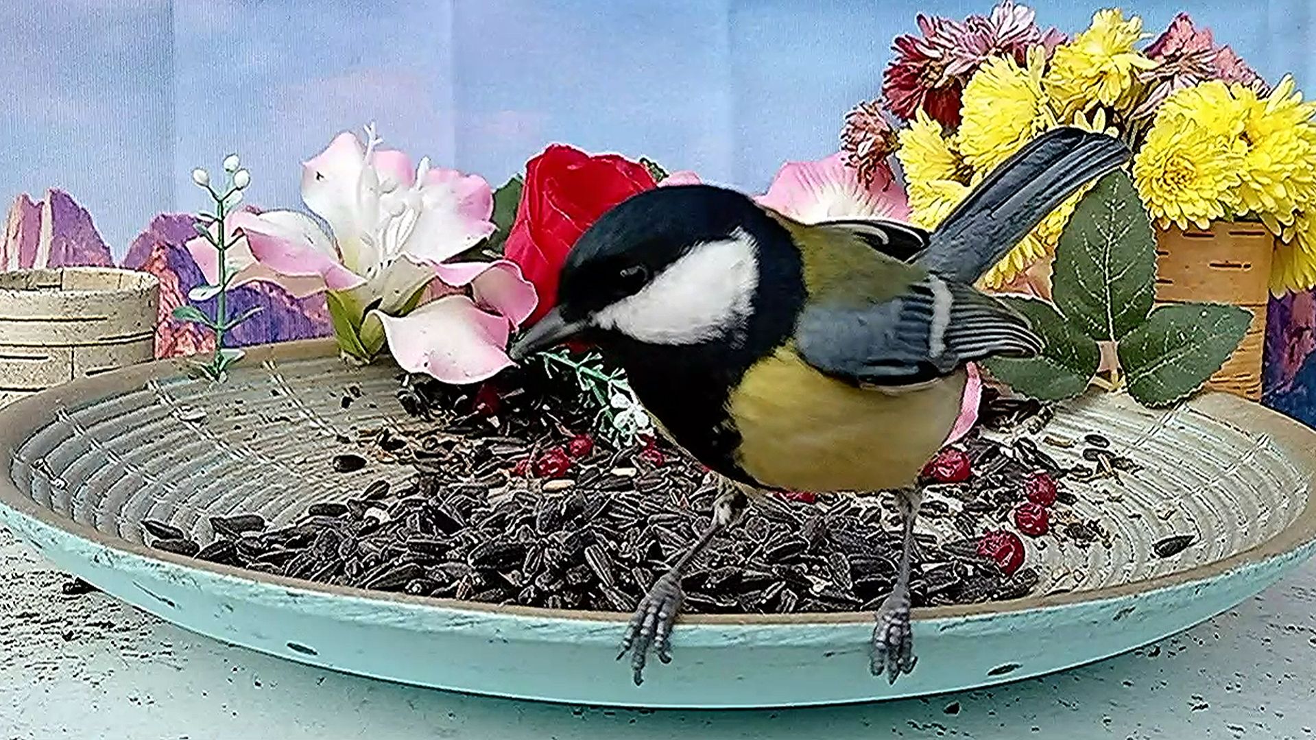 Развлекательное видео с птичками для Котов и Кошек