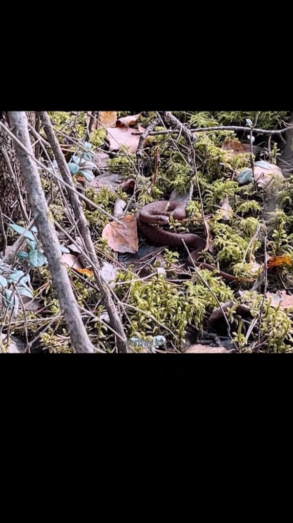 Встреча со змеёй земнойирий природа лес змея красотаприроды лесноеприключение