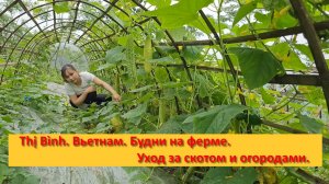 Thị Bình. Вьетнам. Будни на ферме. Уход за скотом и огородами.