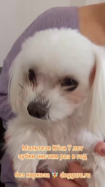 Мальтезе Юла 7 лет чистим зубки раз в год