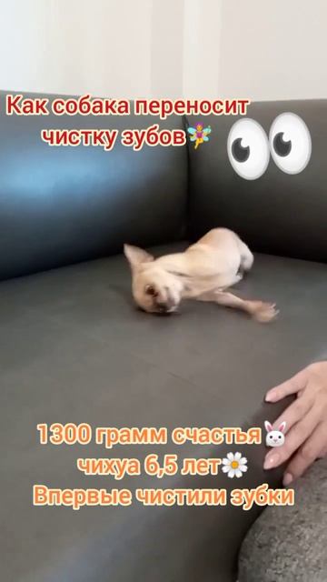 1300 грамм счастья, чихуа 6,5 лет. Впервые чистили зубки.