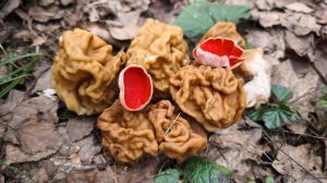 ПЕРВЫЕ ГРИБЫ 2026: Лес полон клещей? Нашел гигантские строчки и набрал полную корзину!