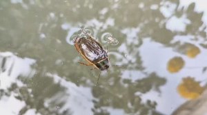 Самый огромный жук плавунец