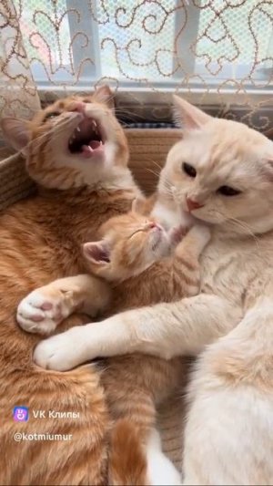 кошка кот 🐱🐈💚💚💚🐈🐱🛸🛸🛸🛸🏤🏥🏚️🏠🏡🏣🏫🎁🎁🎁🎁🎁🎁🌐🌐🌐🌐🌐🌐🎙️🎙️🎙️🎹🎹🎹🎙️🎙️📺🎙️📻