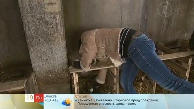 Гусиная ферма в подмосковье.