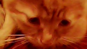 МАЛЕНЬКИЕ КОТЯТА — КРОШЕЧНОЕ СЧАСТЬЕ В ЛАПКАХ 🐾