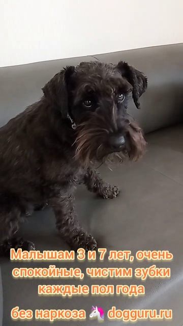 Цвергшнауцеры Лира 3 и Паня 7 лет чистим зубки раз в год собака