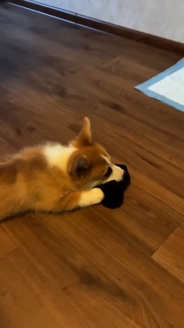 Хочешь ещё милых моментов каждый день? Жми подпискукорги антистресс corgi dogsoftiktok shorts