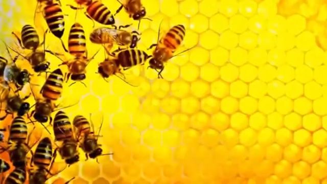 В гостях у пчёл познавательная программа для детей