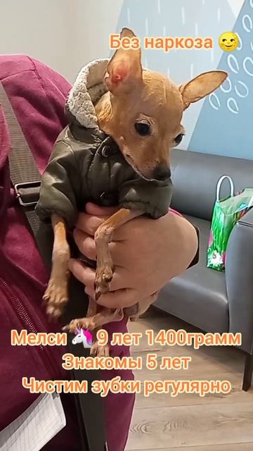 Мелси  9 лет 1400грамм, Знакомы 5 лет. Чистим зубки