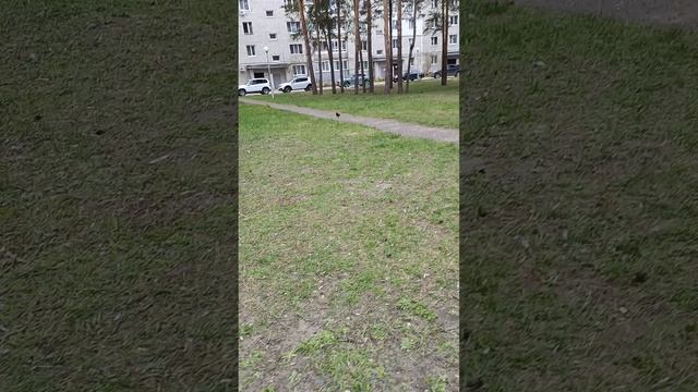 гуляю вместе с другом