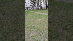 гуляю вместе с другом